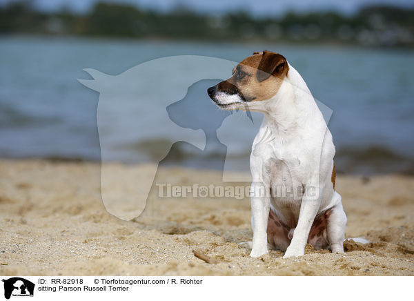 sitting Parson Russell Terrier / RR-82918