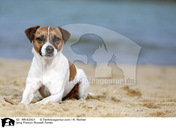 lying Parson Russell Terrier / RR-82921