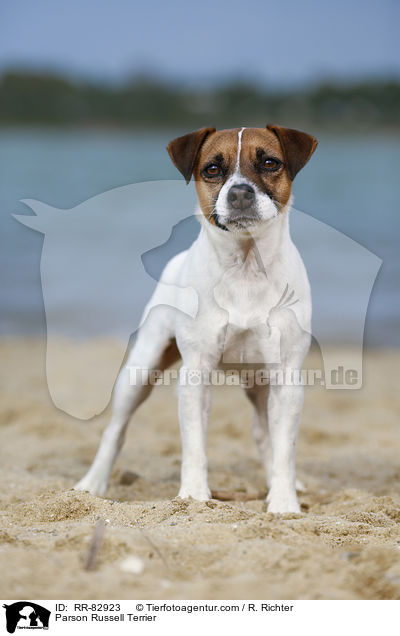 Parson Russell Terrier / RR-82923
