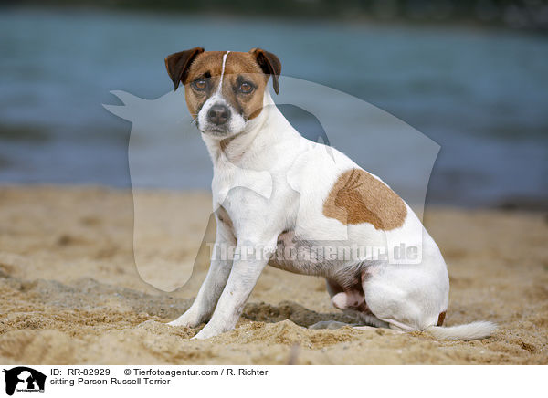 sitting Parson Russell Terrier / RR-82929