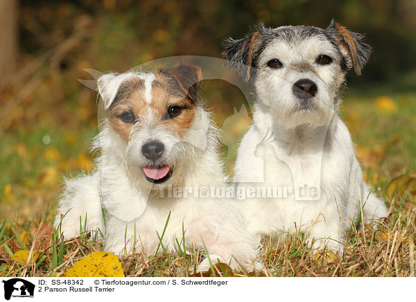 2 Parson Russell Terrier / SS-48342