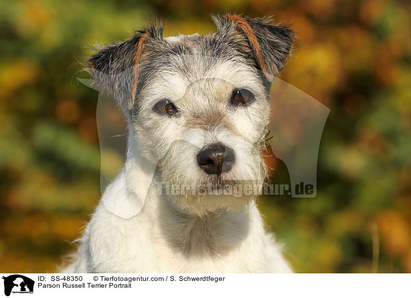 Parson Russell Terrier Portrait / SS-48350