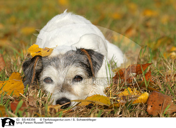 lying Parson Russell Terrier / SS-48356
