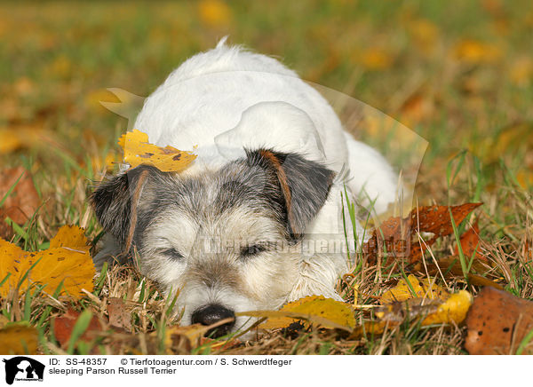 sleeping Parson Russell Terrier / SS-48357