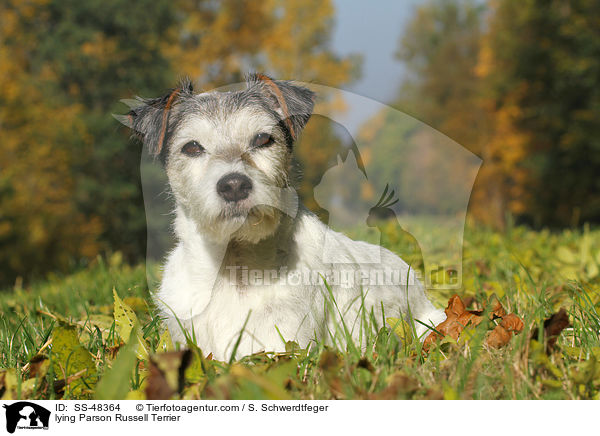 lying Parson Russell Terrier / SS-48364