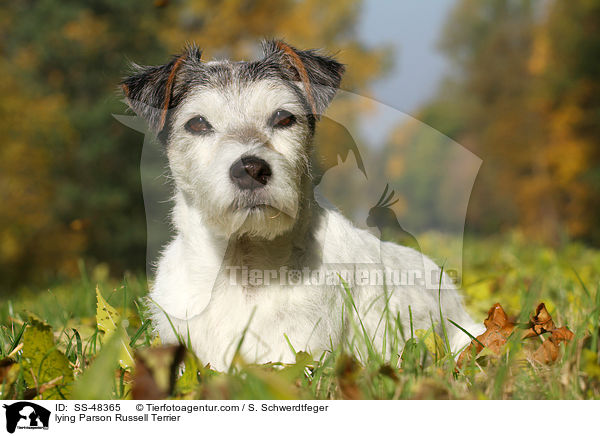 lying Parson Russell Terrier / SS-48365