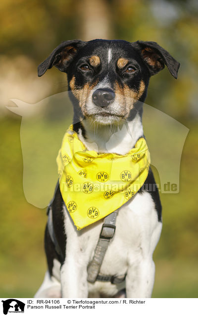 Parson Russell Terrier Portrait / RR-94106