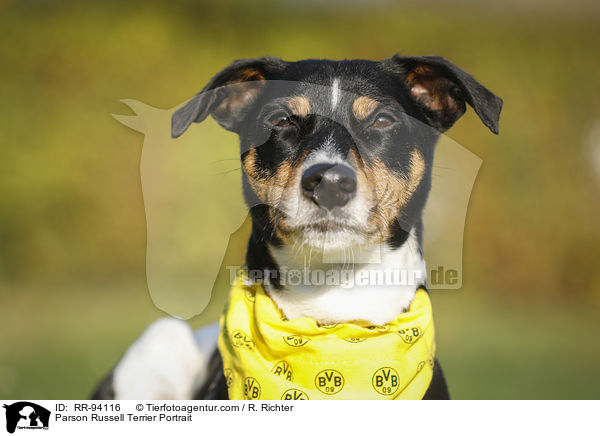 Parson Russell Terrier Portrait / RR-94116