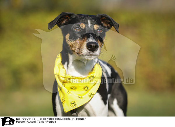 Parson Russell Terrier Portrait / RR-94118