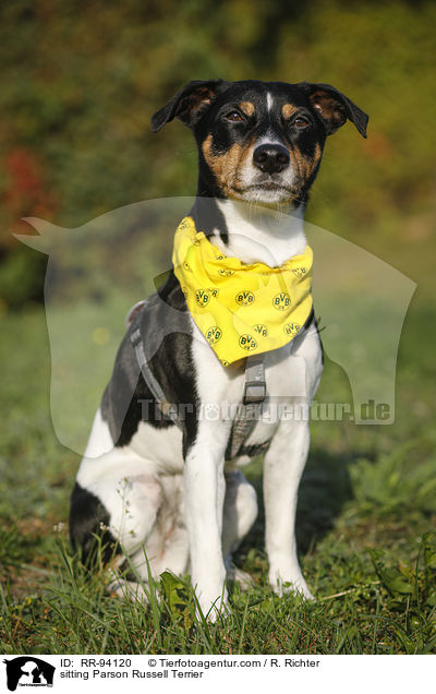 sitting Parson Russell Terrier / RR-94120