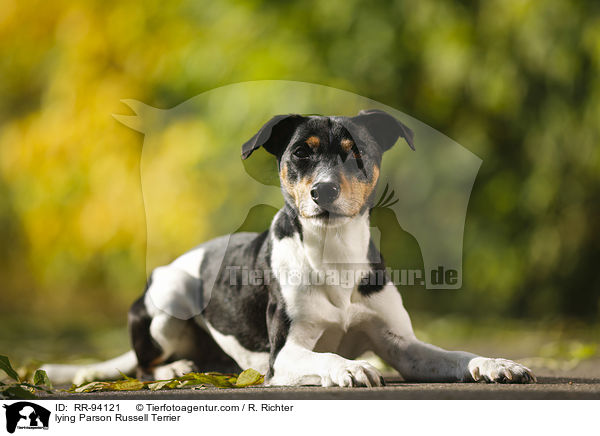 lying Parson Russell Terrier / RR-94121