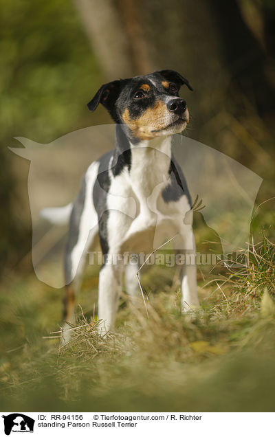standing Parson Russell Terrier / RR-94156