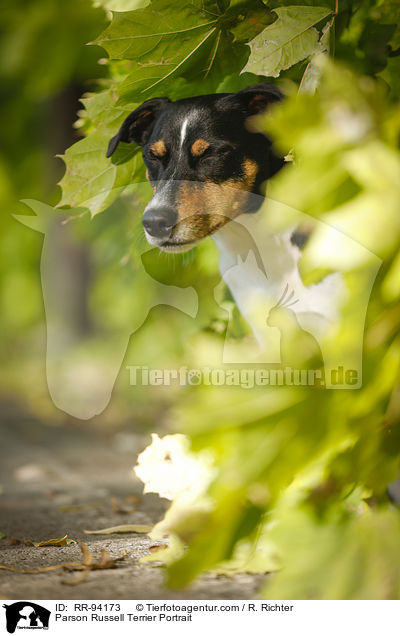 Parson Russell Terrier Portrait / RR-94173