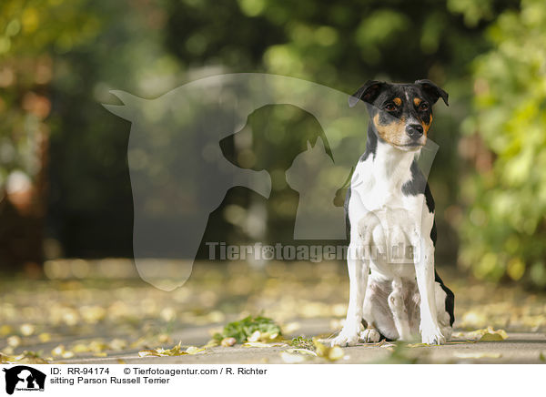 sitting Parson Russell Terrier / RR-94174