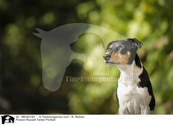 Parson Russell Terrier Portrait / RR-94185