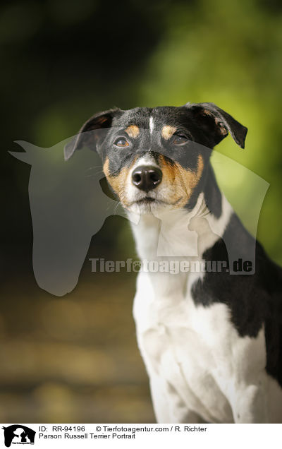 Parson Russell Terrier Portrait / RR-94196