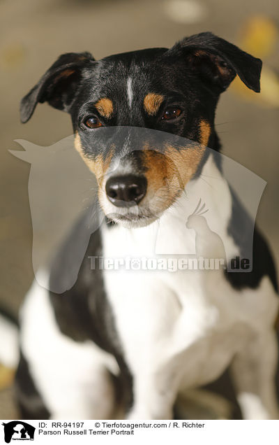 Parson Russell Terrier Portrait / RR-94197