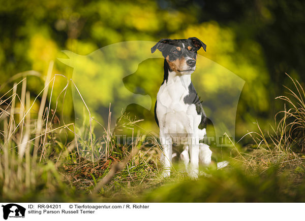 sitting Parson Russell Terrier / RR-94201