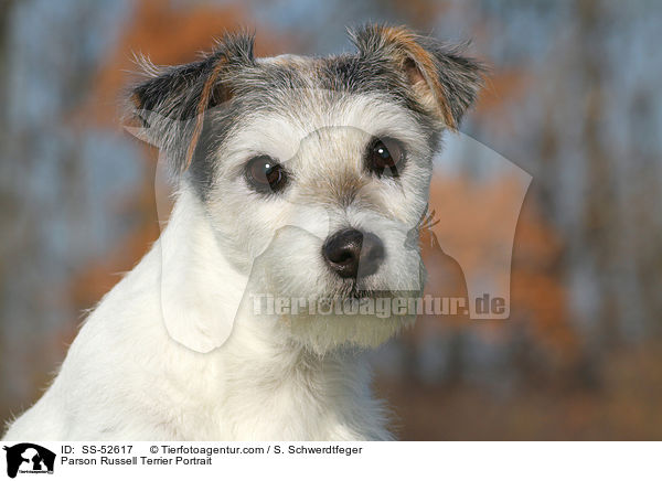 Parson Russell Terrier Portrait / SS-52617