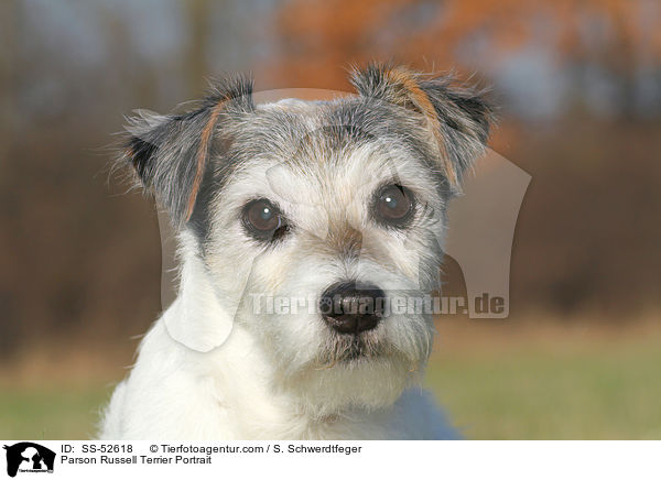 Parson Russell Terrier Portrait / SS-52618