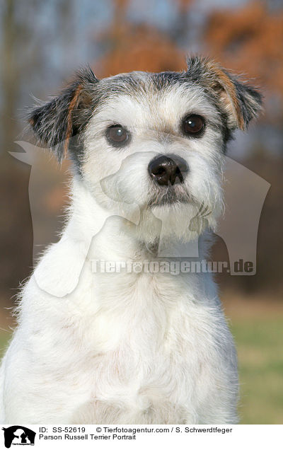 Parson Russell Terrier Portrait / SS-52619