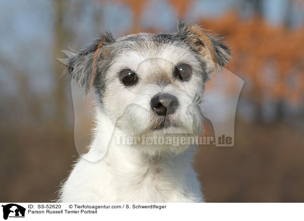 Parson Russell Terrier Portrait / SS-52620