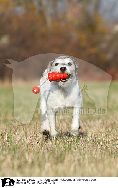playing Parson Russell Terrier / SS-52622