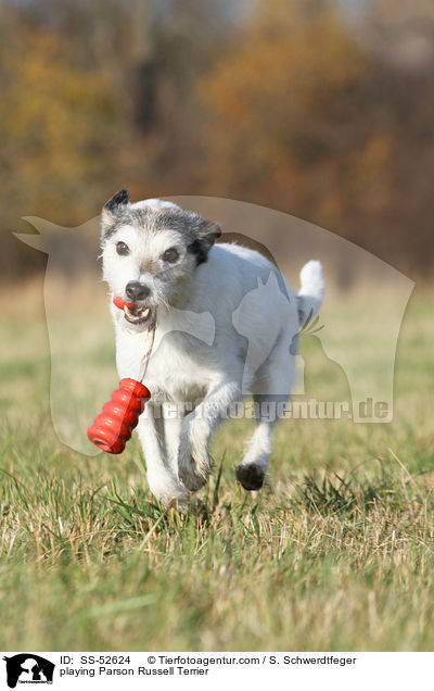 playing Parson Russell Terrier / SS-52624