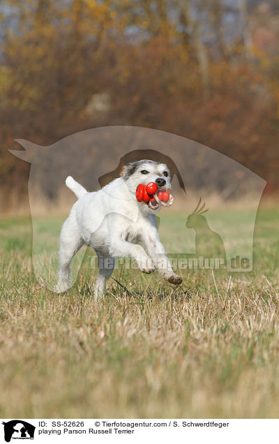 playing Parson Russell Terrier / SS-52626
