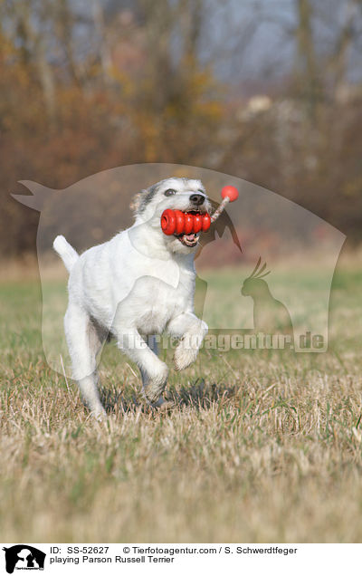 playing Parson Russell Terrier / SS-52627