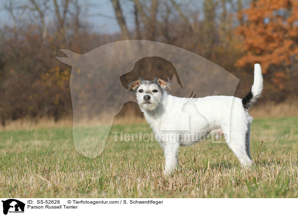Parson Russell Terrier / SS-52628