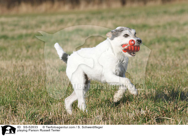 playing Parson Russell Terrier / SS-52633