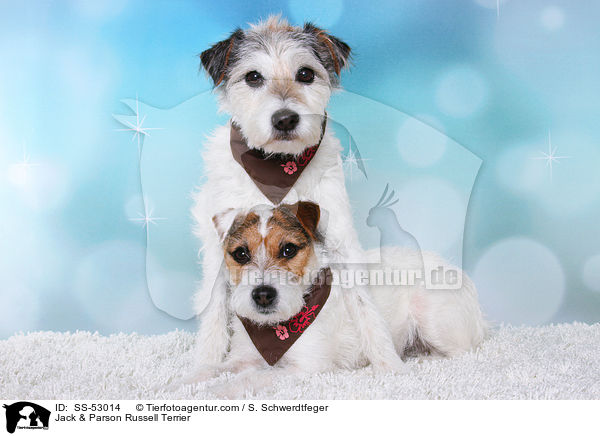 Jack & Parson Russell Terrier / Jack & Parson Russell Terrier / SS-53014