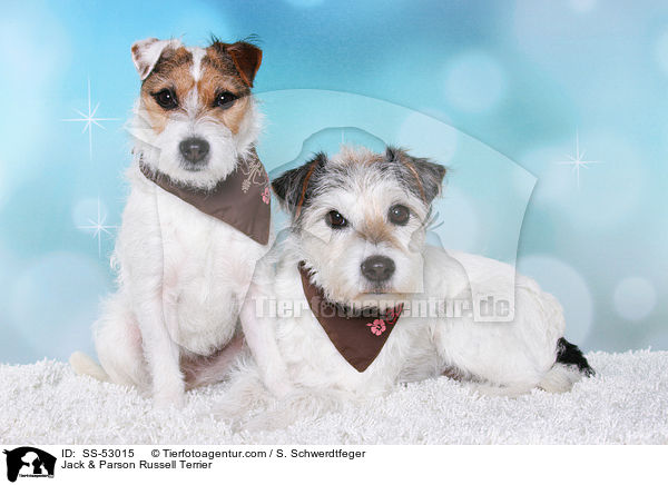 Jack & Parson Russell Terrier / SS-53015