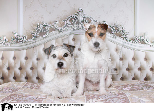 Jack & Parson Russell Terrier / SS-53039