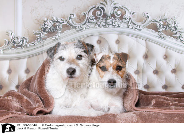 Jack & Parson Russell Terrier / SS-53046