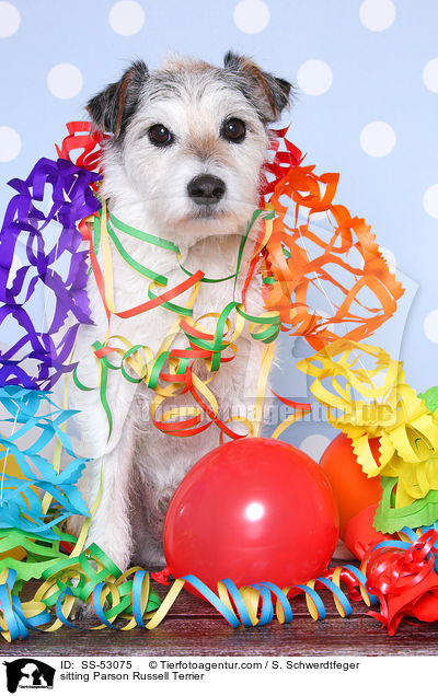 sitzender Parson Russell Terrier / sitting Parson Russell Terrier / SS-53075