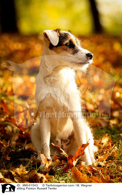 sitting Parson Russell Terrier / MW-01543