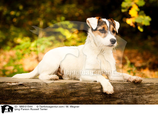 lying Parson Russell Terrier / MW-01544
