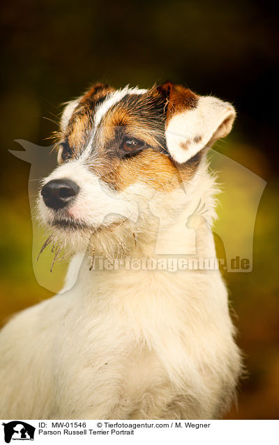 Parson Russell Terrier Portrait / MW-01546