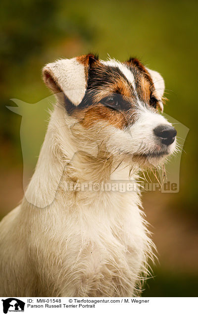 Parson Russell Terrier Portrait / MW-01548