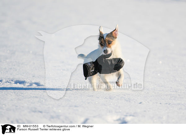 Parson Russell Terrier retrieves glove / MW-01553