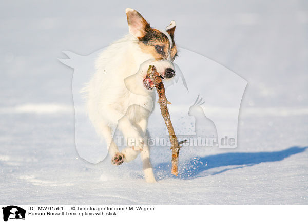Parson Russell Terrier plays with stick / MW-01561