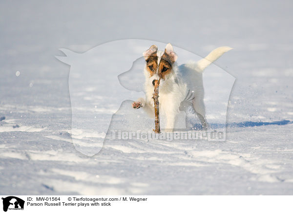 Parson Russell Terrier plays with stick / MW-01564