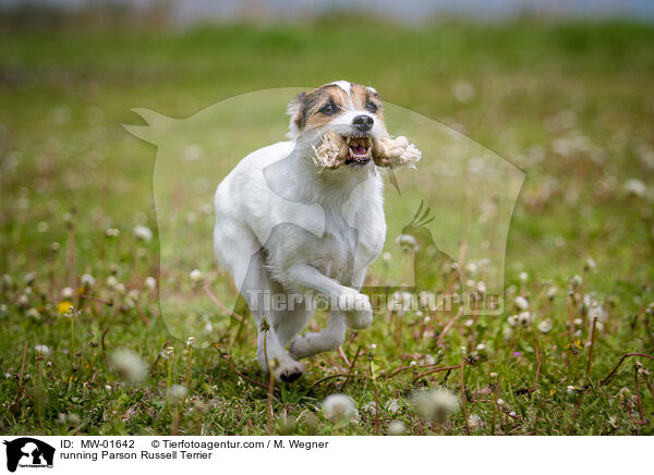 rennender Parson Russell Terrier / running Parson Russell Terrier / MW-01642
