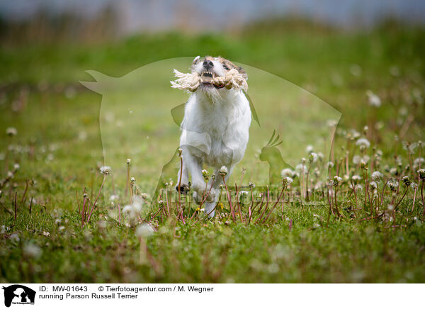 running Parson Russell Terrier / MW-01643