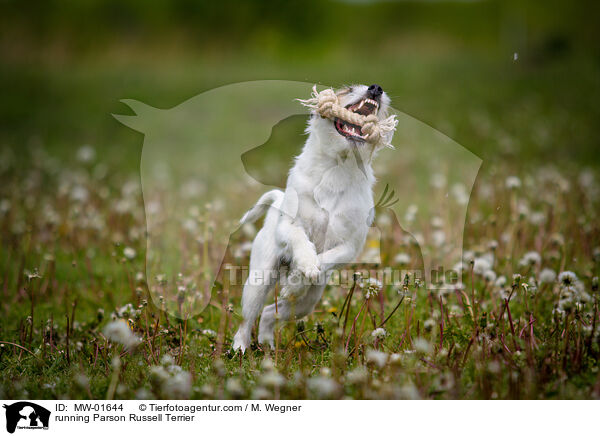 running Parson Russell Terrier / MW-01644