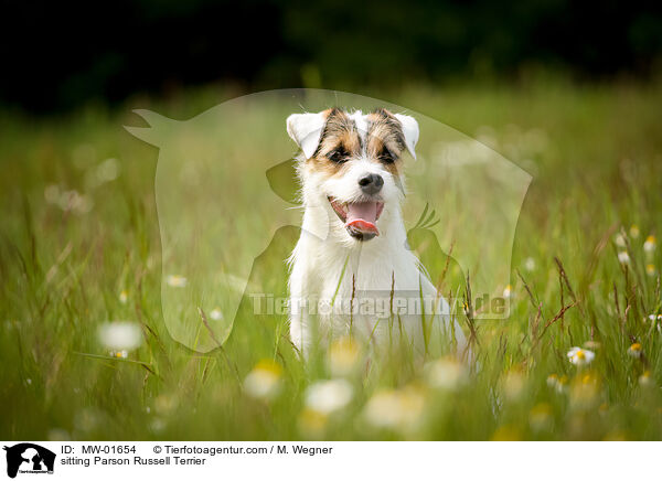 sitting Parson Russell Terrier / MW-01654