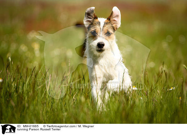 running Parson Russell Terrier / MW-01665