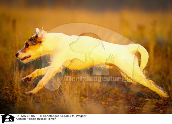 running Parson Russell Terrier / MW-03407